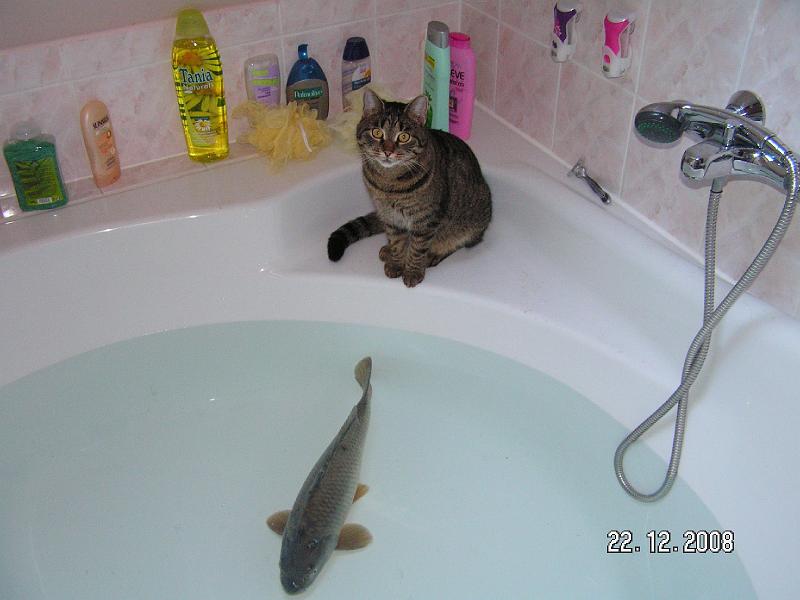 Kocky (100) - kapr.JPG